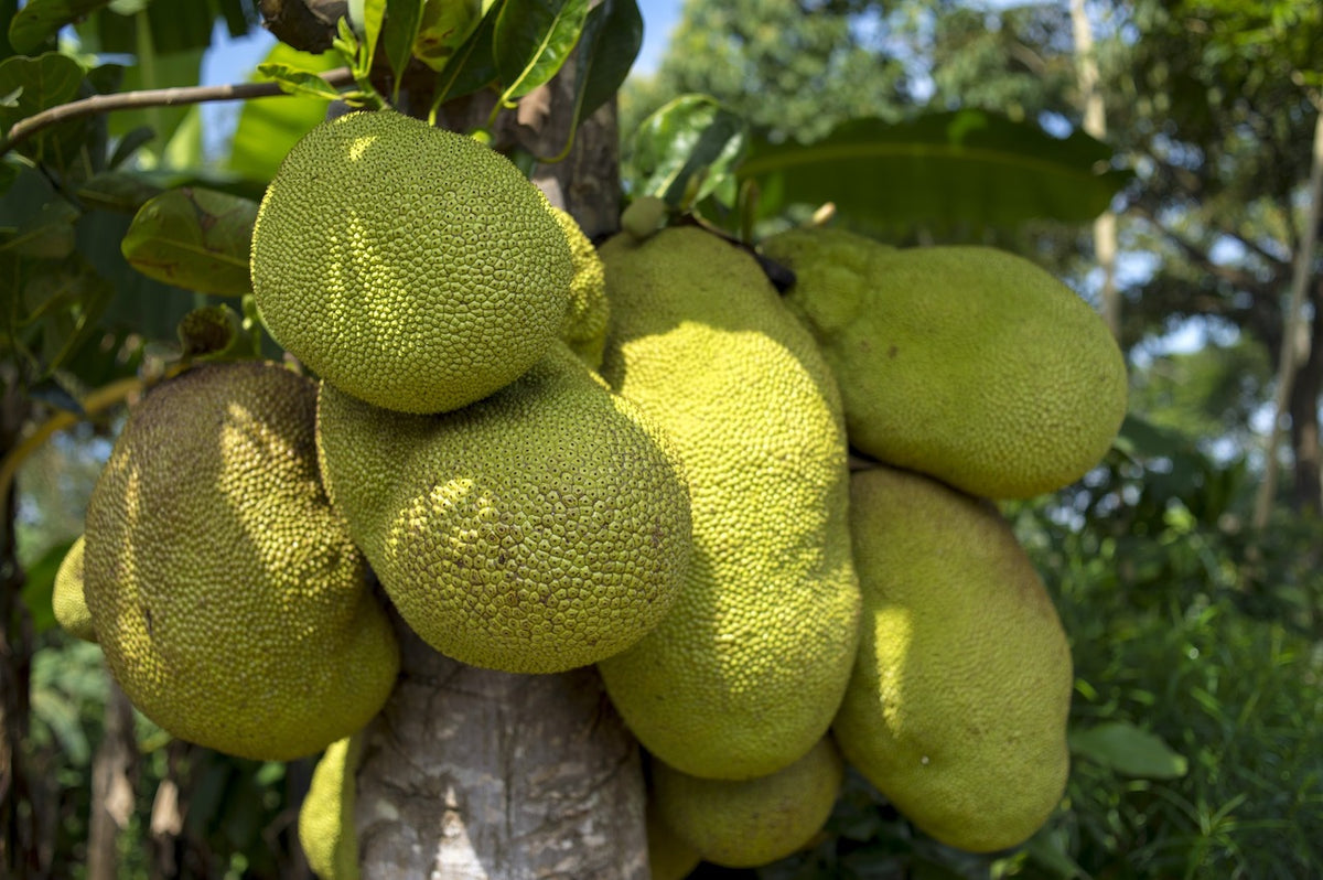 7 Shocking Facts That Proves The Jackfruit Is Amazing Fruitwerkz